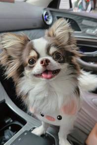 Chihuahua