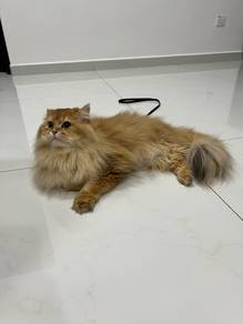 British Golden Long Hair Male