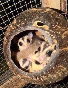 sugar glider