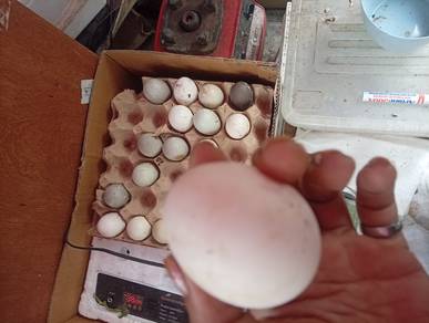 telur mentah 
