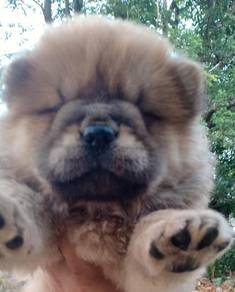 Chow Chow