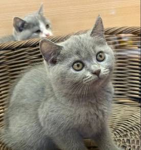 British short Hair Cat for sale