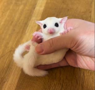 sugar glider leucistic