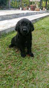 Quality Champion BigBone n Head labrador Retriever