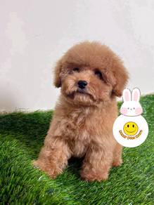 PP7660 adorable pretty Tiny POODLE puppies