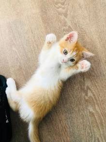 Tabby Orange Kitten