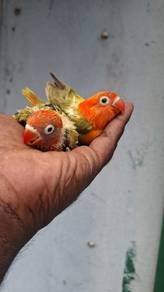 Lovebirds