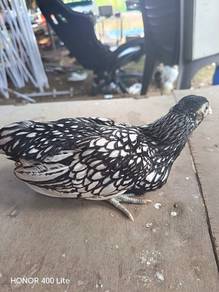 ayam batik silver