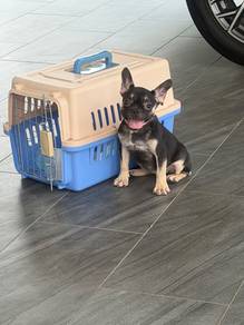 French bulldog puppy