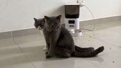 British shorthair