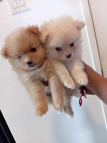 teacup Pomeranian 