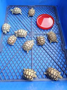 Sulcata Tortoise with accessories