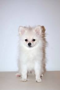 J0700 Pomeranian Adorable Big Eyes Little Puppy