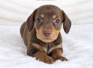 MINIATURE DACHSHUND Puppies  VIP60🐻 Male~Female