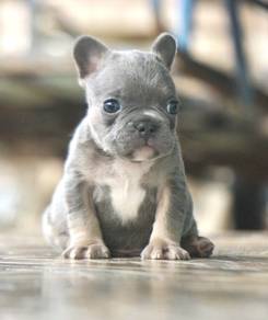 FRENCH BULLDOG PUPPIES 🌻 S158 Male ~ Rehome