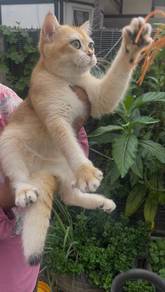 Bsh golden Ny12