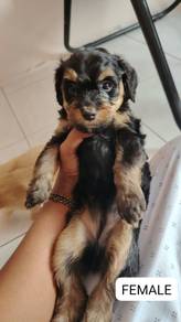 poodle 