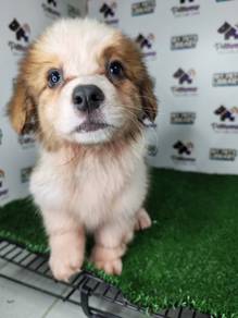 Pembroke Welsh corgi pup male