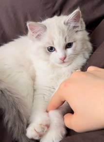 blue bicolor ragdoll kitten