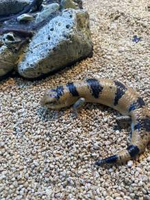 peter banded skink