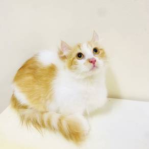 munchkin supershort