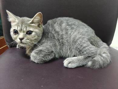 Scottish mix bsh