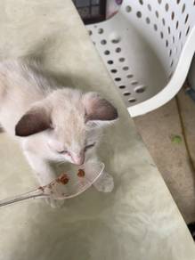 Kittens to let go ❤️
