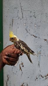 Burung cockateil