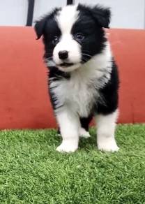 Border collie mka and microchip