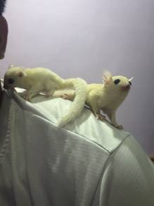 sugar glider
