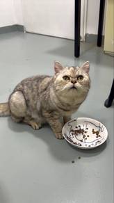 Pure British shorthair