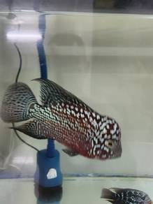 Red kamfa f2