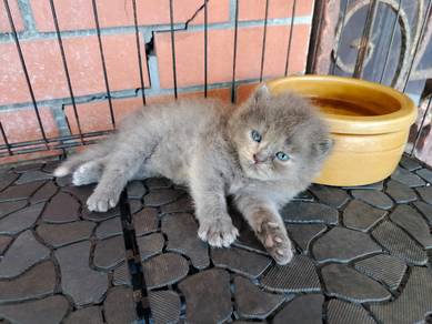 TOPs S-GRADE Anahita Grey Curl Ragdoll cat
