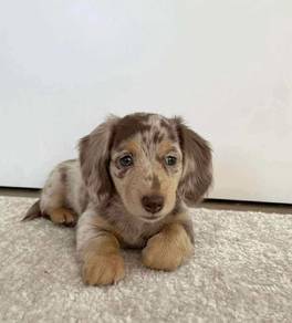 q7700 MKA certified Mini Dachshund long haired