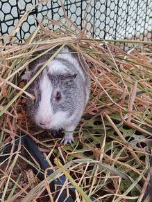 Male Guinea Pig Tikus Belanda for sales