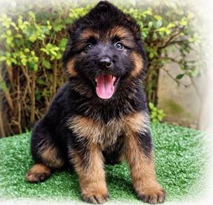GERMAN SHEPHERD PUPPIES GSD68 Good structure Boy