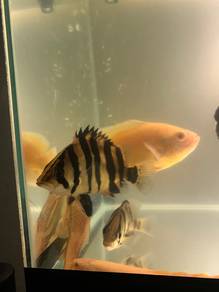 Indo Tiger fish