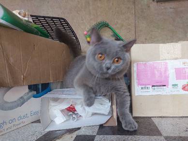 munchkin BSH