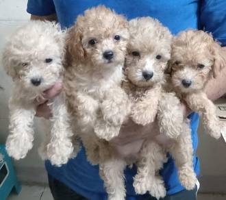 Toy poodle