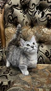 munchkin kitten