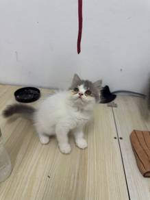 British long hair bicolor female