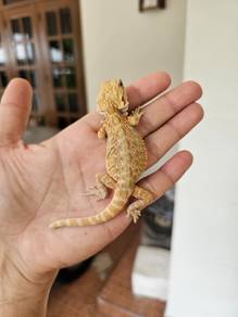Bearded Dragon 