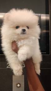Pomeranian 