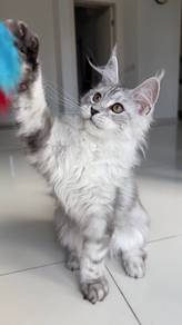 Beautiful Maine Coon Kitten Silver Tabby