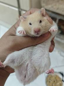 hamster+ cage 