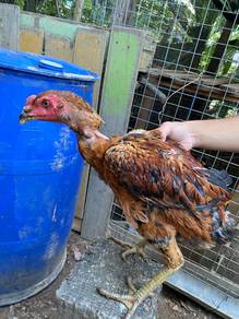Ayam Ganoi