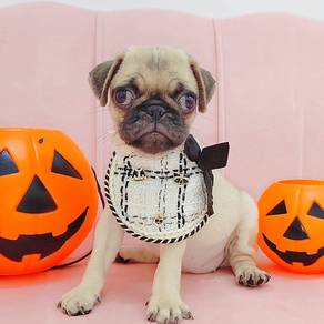 Pug
