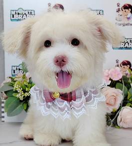 Maltipoo