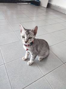 Rehome : Marble Grey kitten