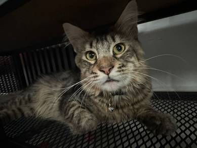 Mainecoon Male